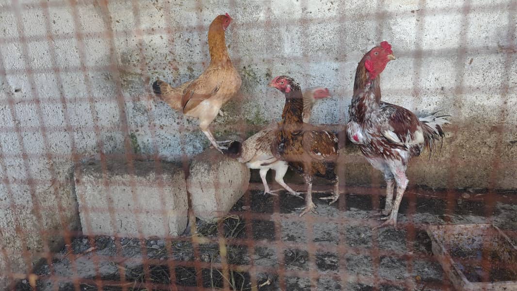 pair n plus two hens 3