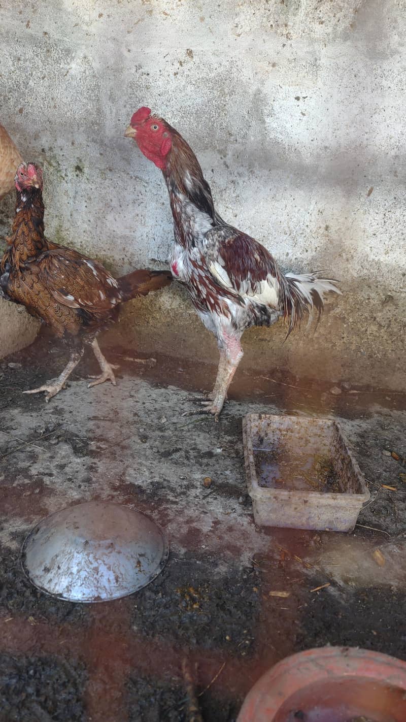 pair n plus two hens 4