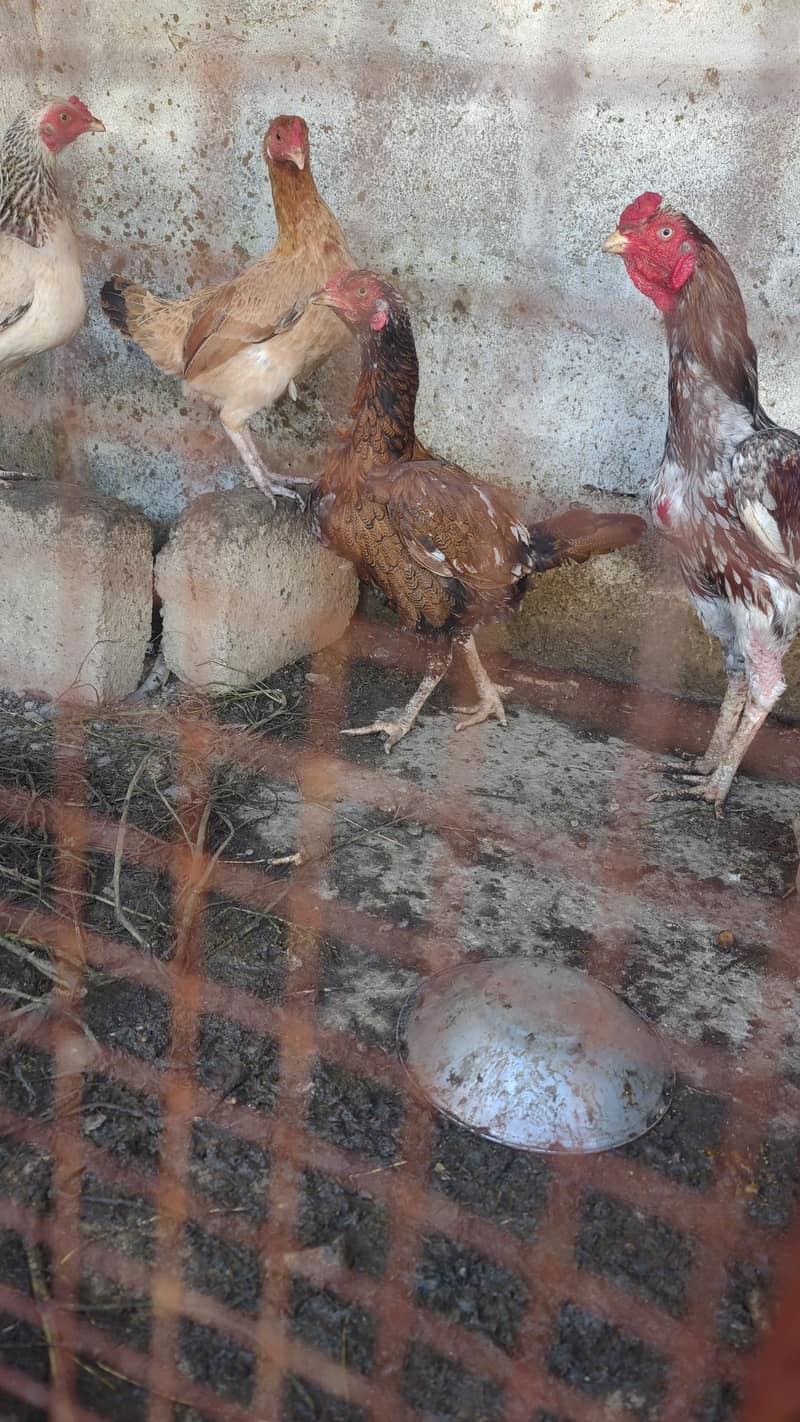 pair n plus two hens 5