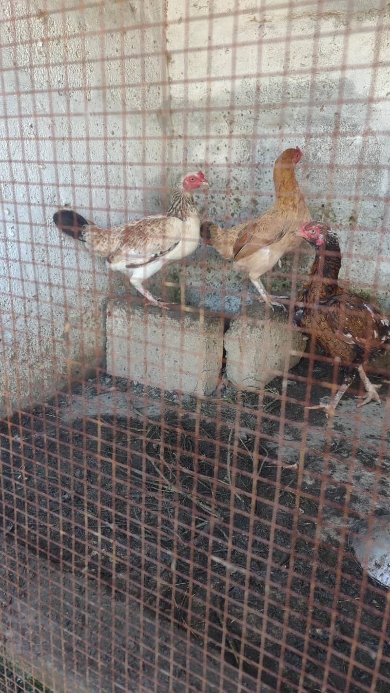 pair n plus two hens 6