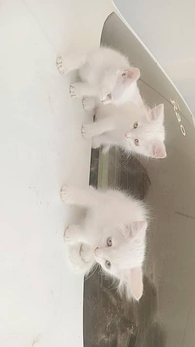 4 kittens and ak mother jo har bar 6 bacha dati ha for sale