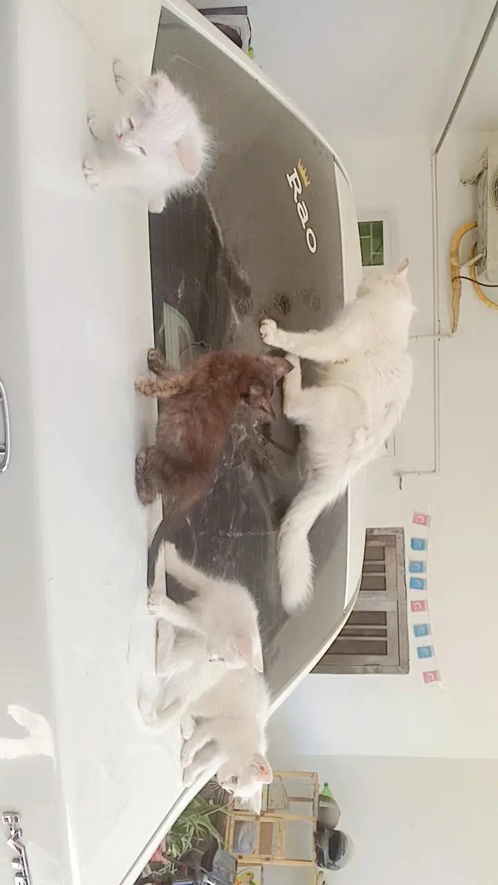 4 kittens and ak mother jo har bar 6 bacha dati ha for sale — photo 2