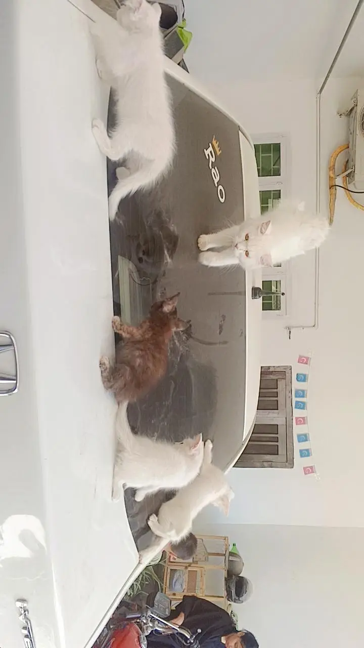 4 kittens and ak mother jo har bar 6 bacha dati ha for sale — photo 3