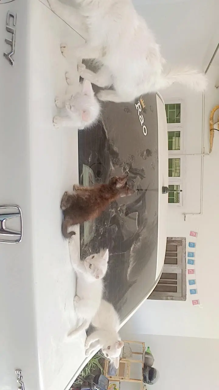 4 kittens and ak mother jo har bar 6 bacha dati ha for sale — photo 4