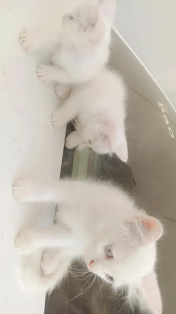 4 kittens and ak mother jo har bar 6 bacha dati ha for sale — photo 5
