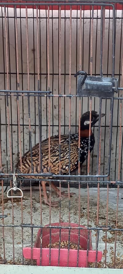 Kala Tetar for Sale Attock coty se.