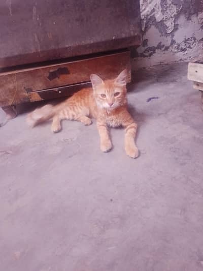 Faisalabad mein maujud hai fancy cat