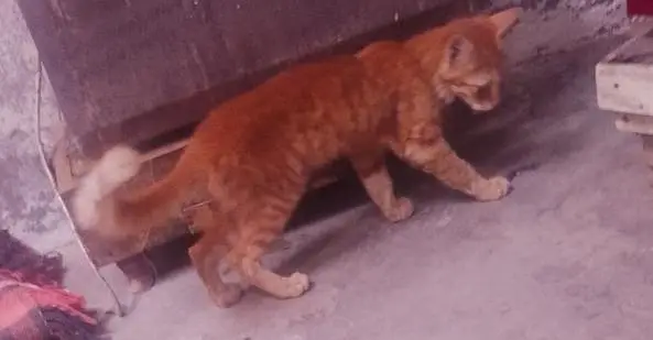 Faisalabad mein maujud hai fancy cat — photo 2