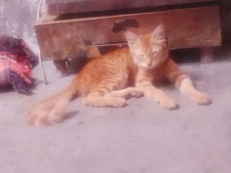 Faisalabad mein maujud hai fancy cat — photo 3