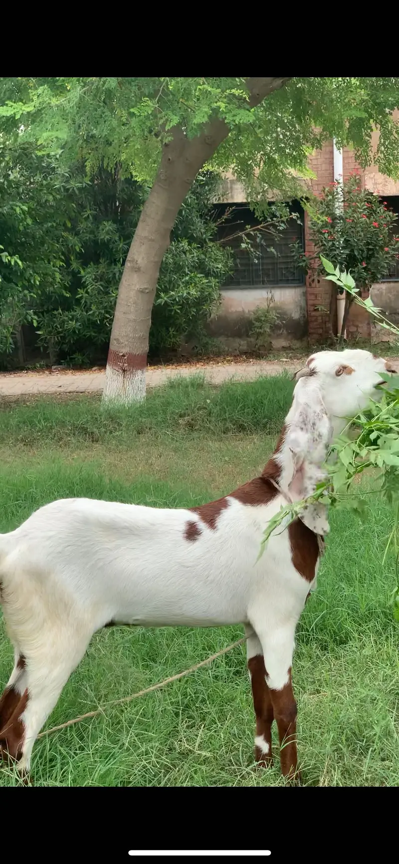 Aagri plus betal cross — photo 2