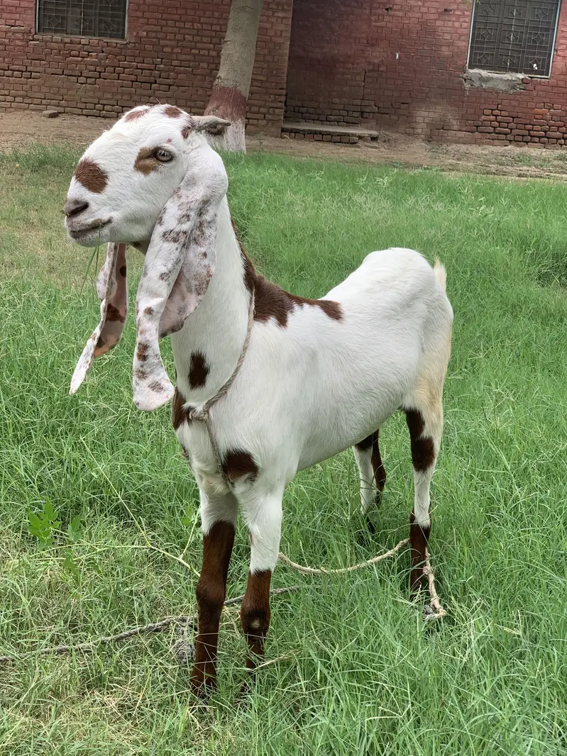 Aagri plus betal cross — photo 3