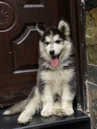 Siberain husky puppy | Golden restriver | shihtzu puppies | dog