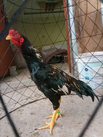 black muskha aseel mianwali double hadde __jhelum