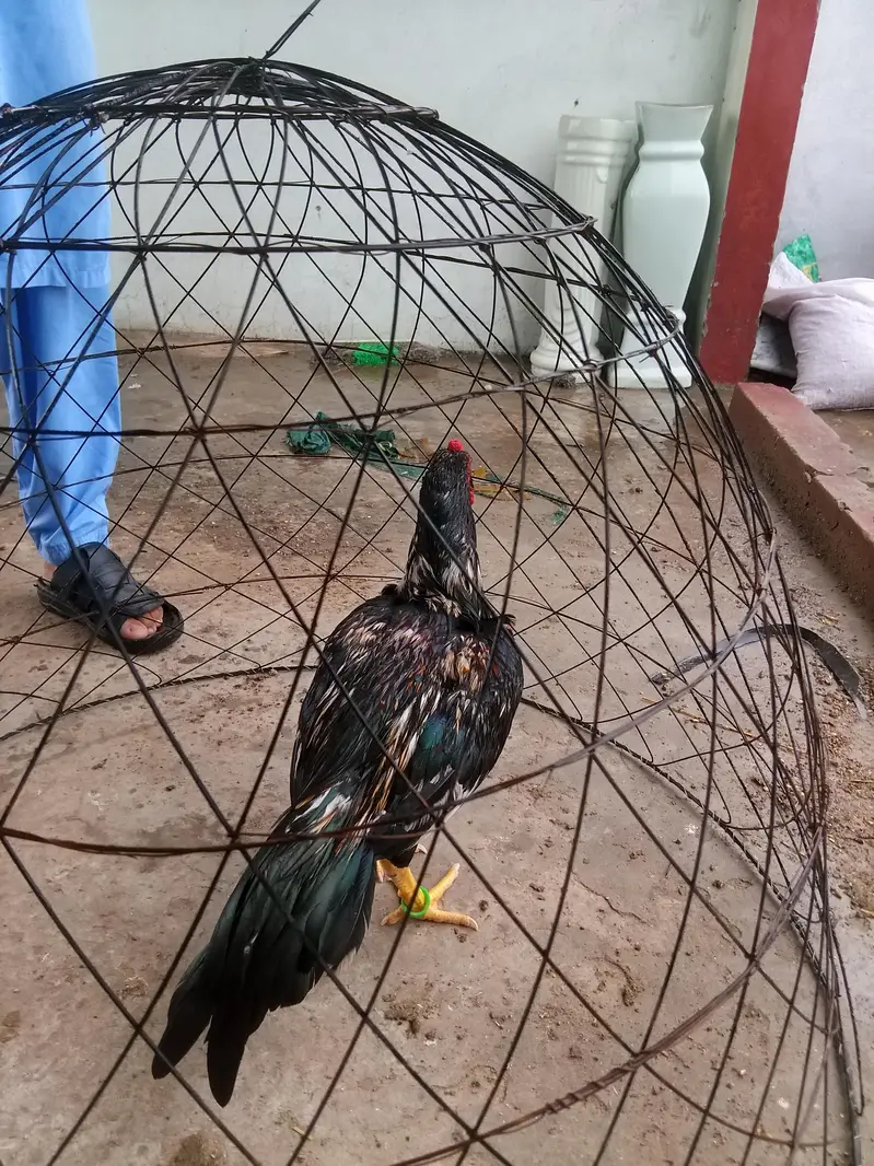 black muskha aseel mianwali double hadde __jhelum — photo 2