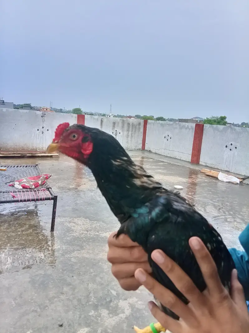 black muskha aseel mianwali double hadde __jhelum — photo 3