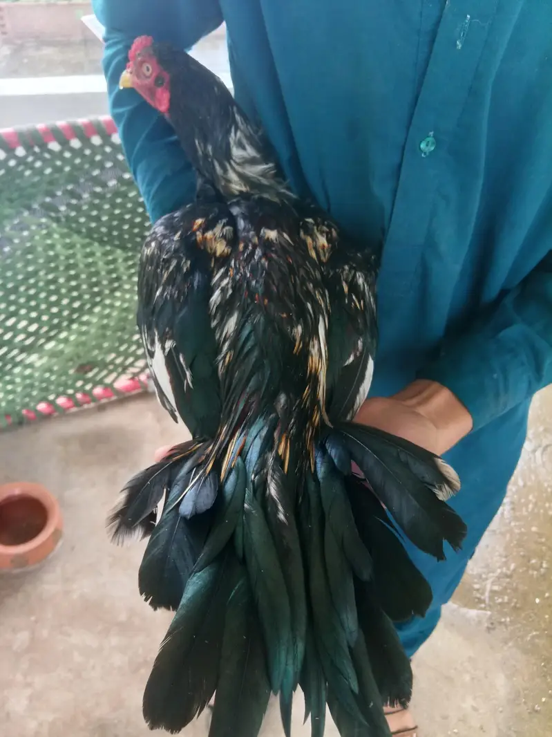 black muskha aseel mianwali double hadde __jhelum — photo 4