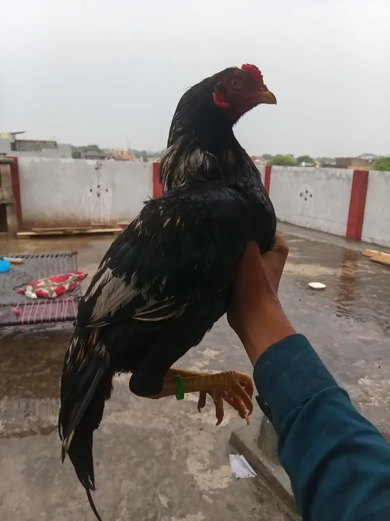 black muskha aseel mianwali double hadde __jhelum — photo 5