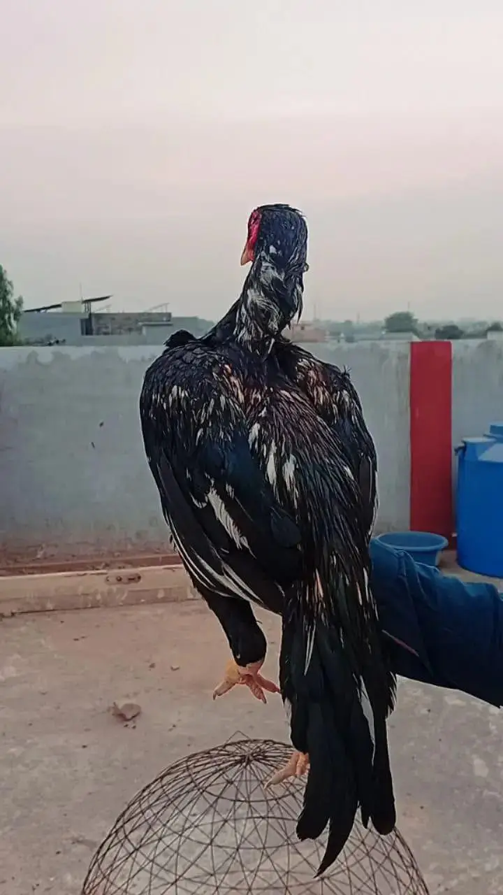 black muskha aseel mianwali double hadde __jhelum — photo 6