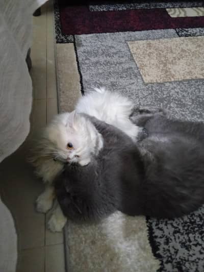 pair cats for sale
