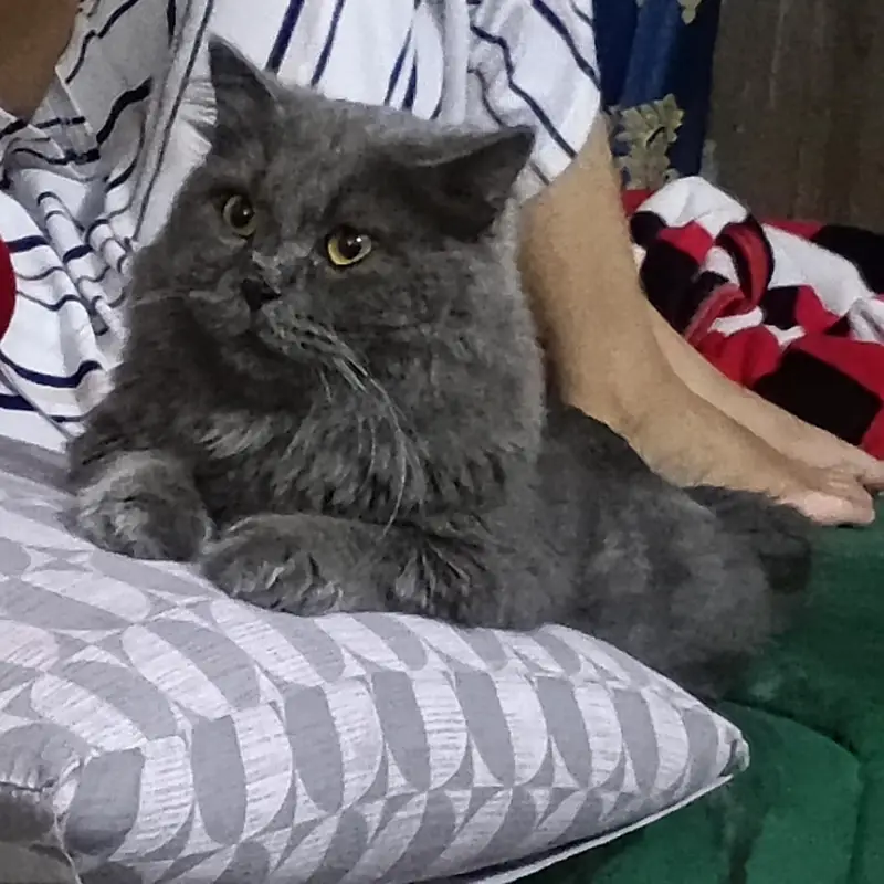 pair cats for sale — photo 2
