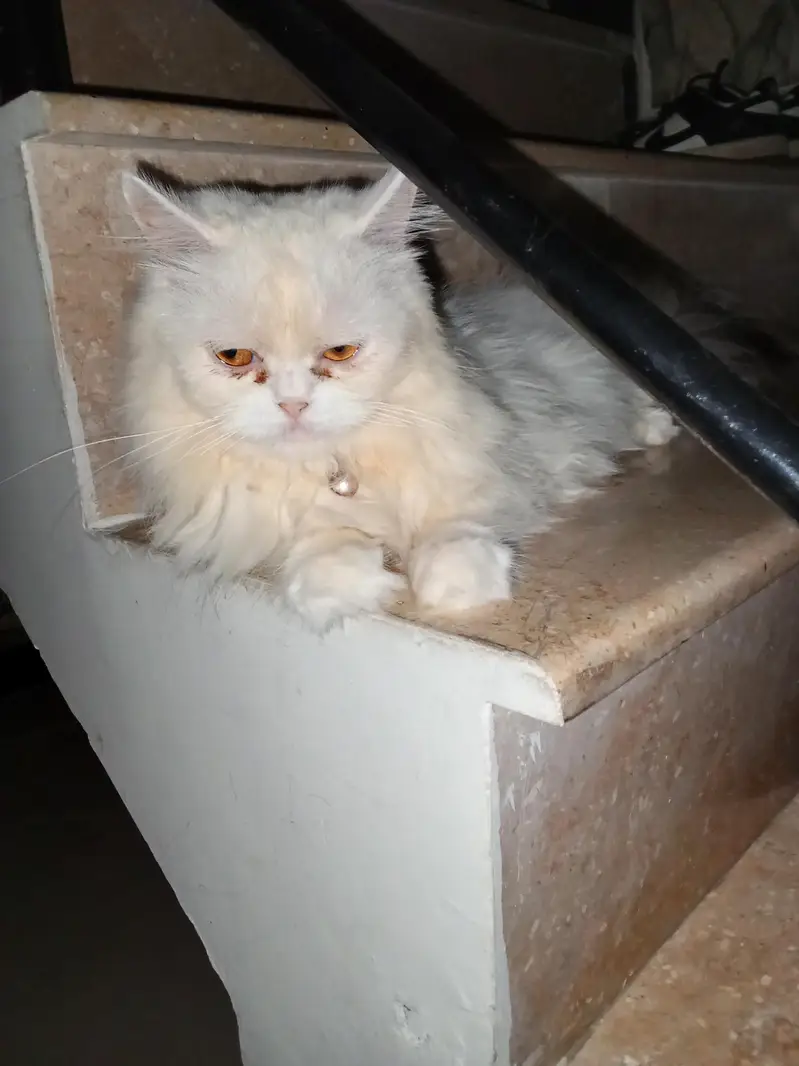 pair cats for sale — photo 3