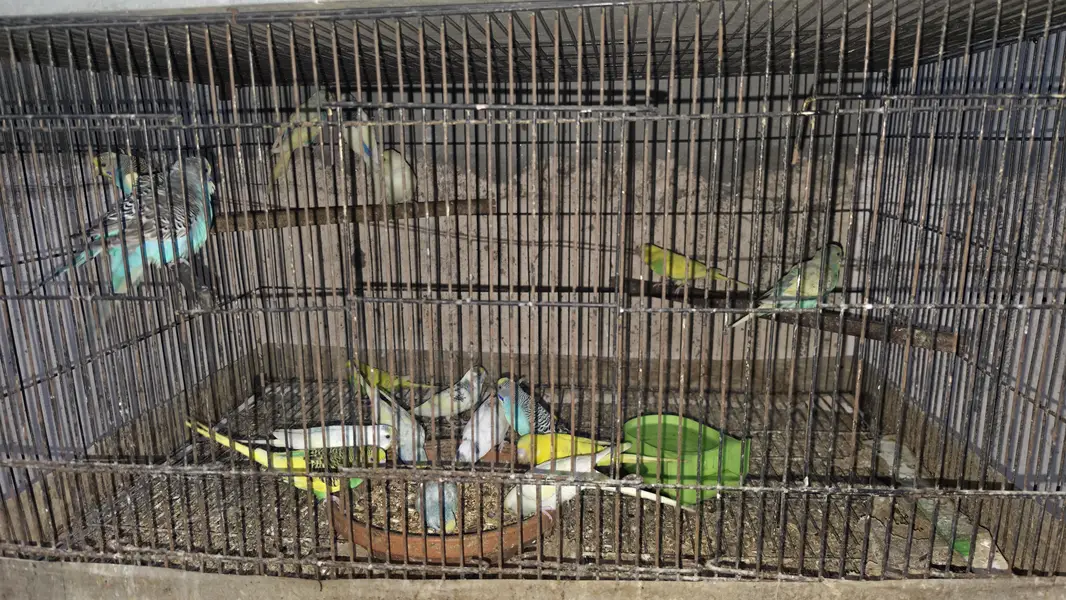Australian budgie breeder pair