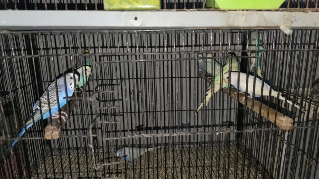 Australian budgie breeder pair — photo 2