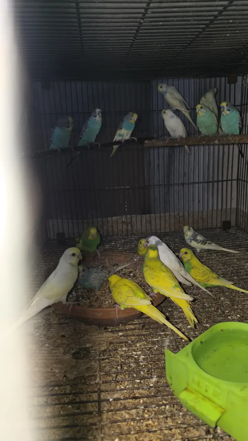 Australian budgie breeder pair — photo 3