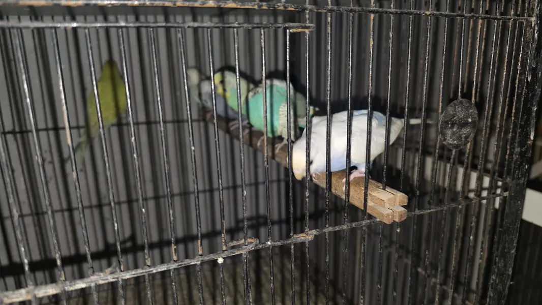 Australian budgie breeder pair — photo 4