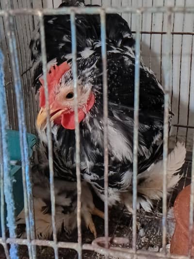 6 months old bantam. . healthy pair. . .