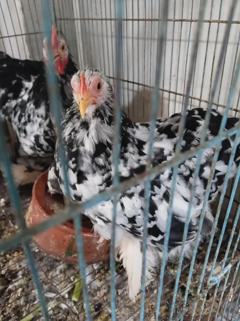 6 months old bantam. . healthy pair. . . — photo 2