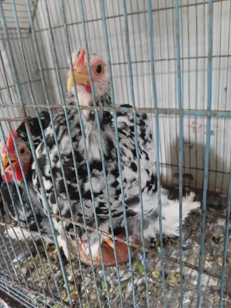 6 months old bantam. . healthy pair. . . — photo 3