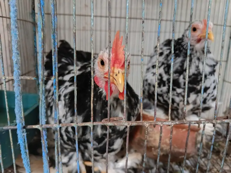6 months old bantam. . healthy pair. . . — photo 4