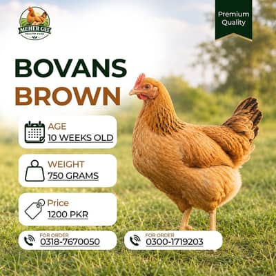 bovans brown