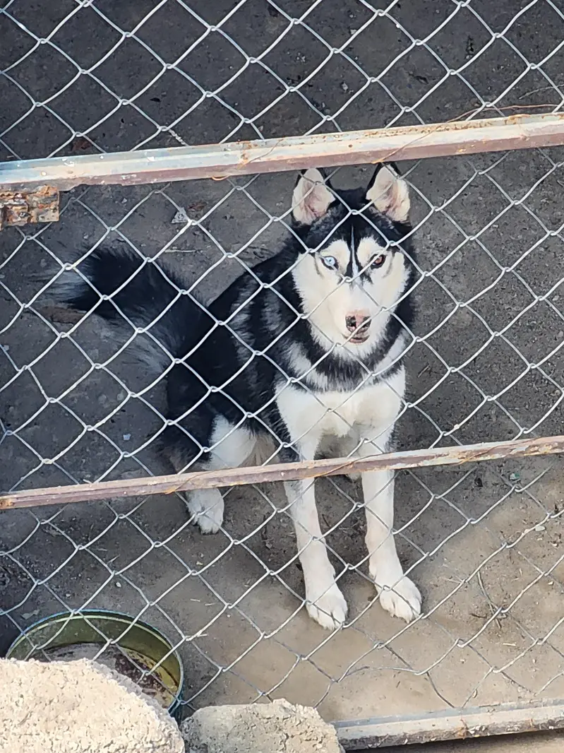 Siberbian Husky (Odd Eyes]