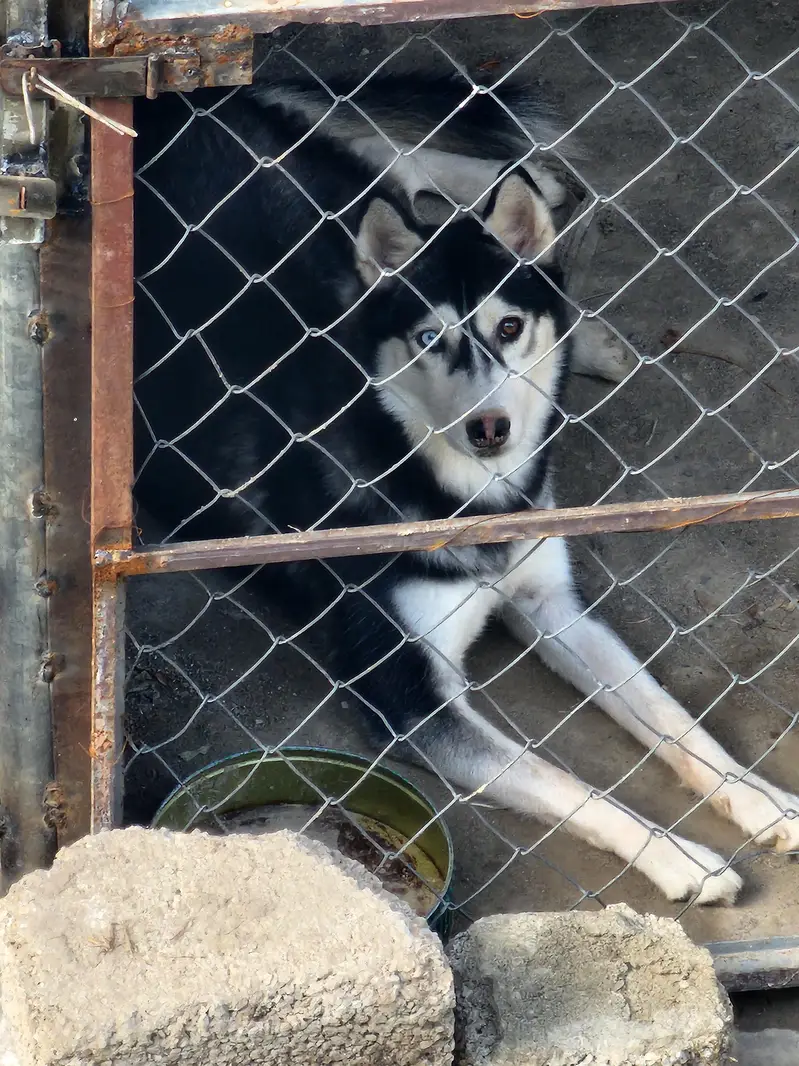 Siberbian Husky (Odd Eyes] — photo 2
