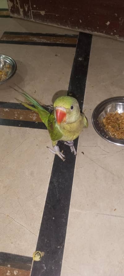 raw baby parrot age 4 months