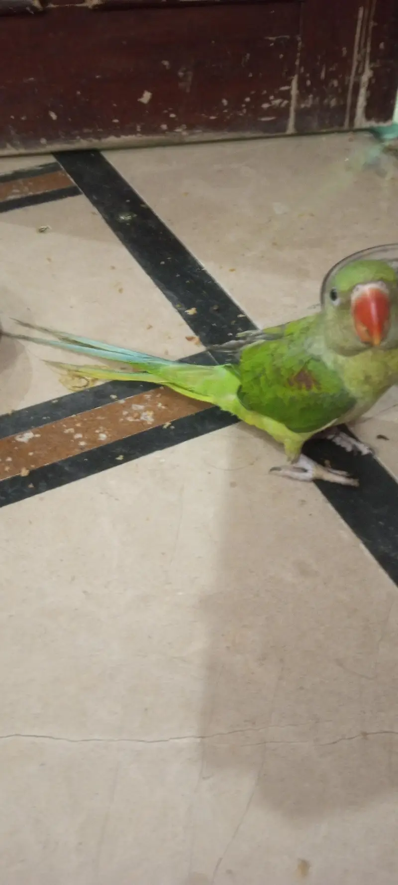 raw baby parrot age 4 months — photo 2