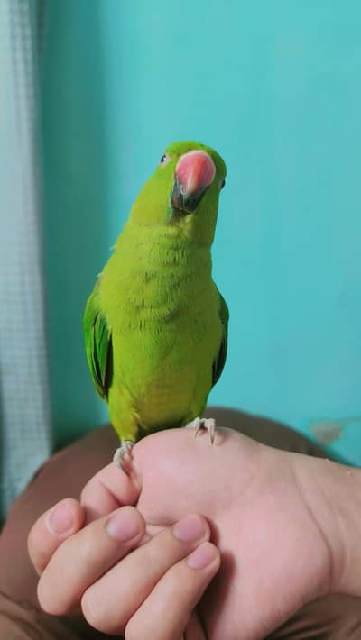 Ringneck male available