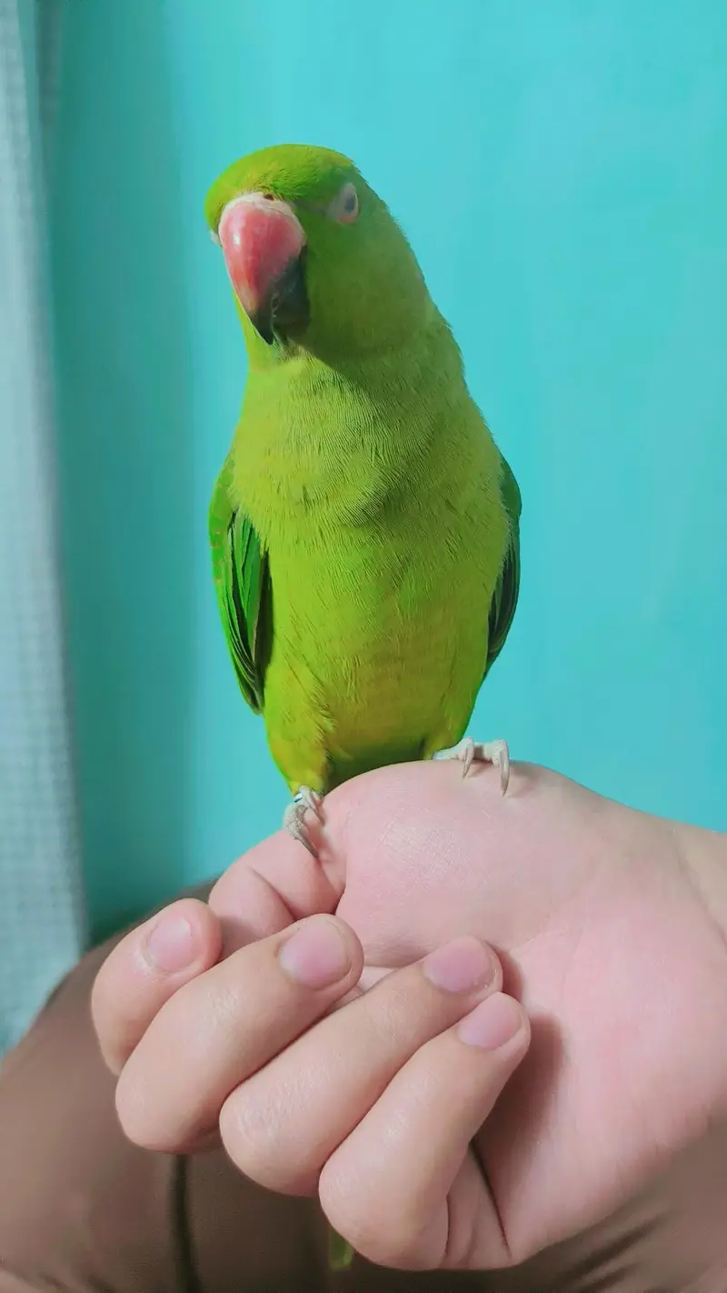 Ringneck male available — photo 2