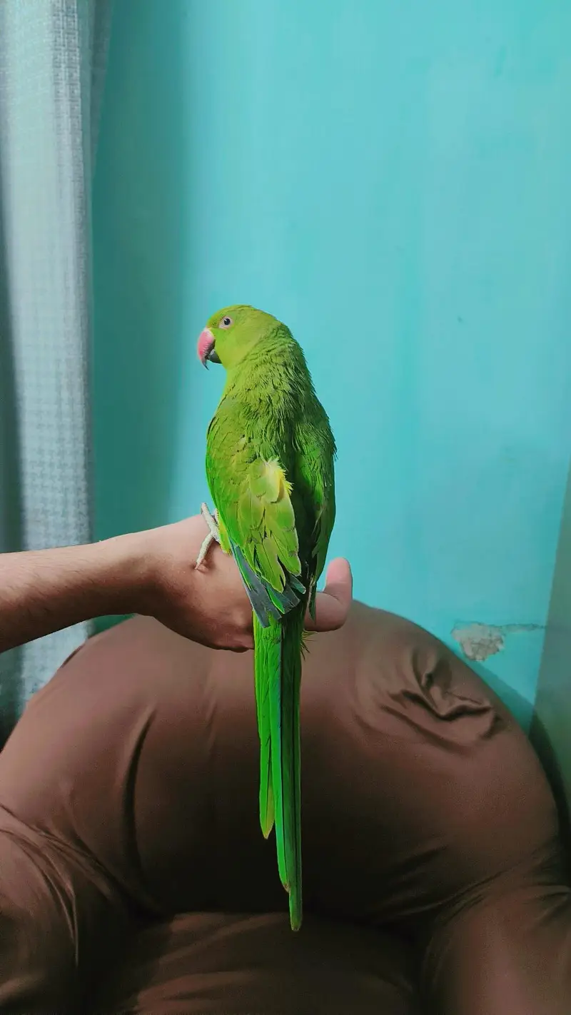 Ringneck male available — photo 3