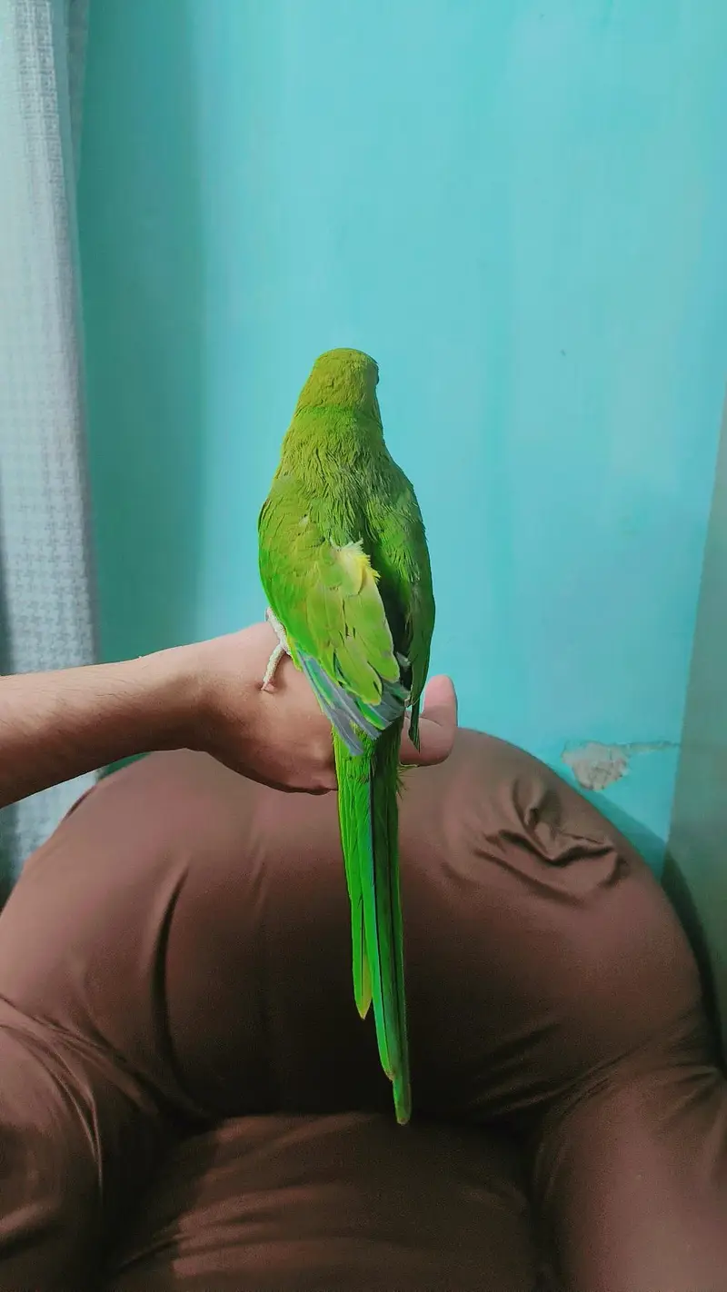 Ringneck male available — photo 4