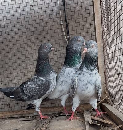 Imamdin piegon pathi for sale