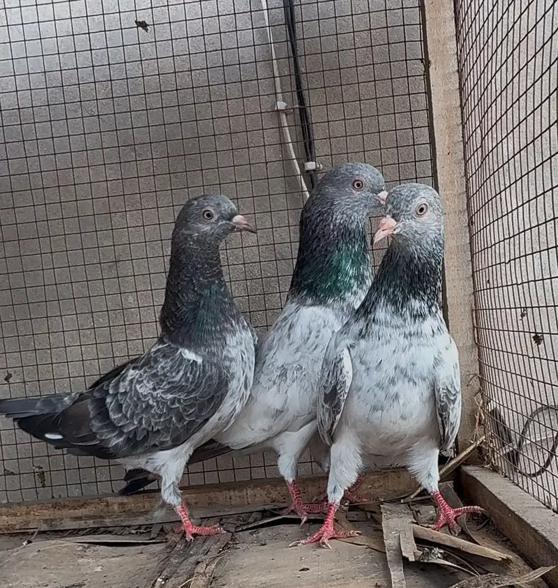 Imamdin piegon pathi for sale