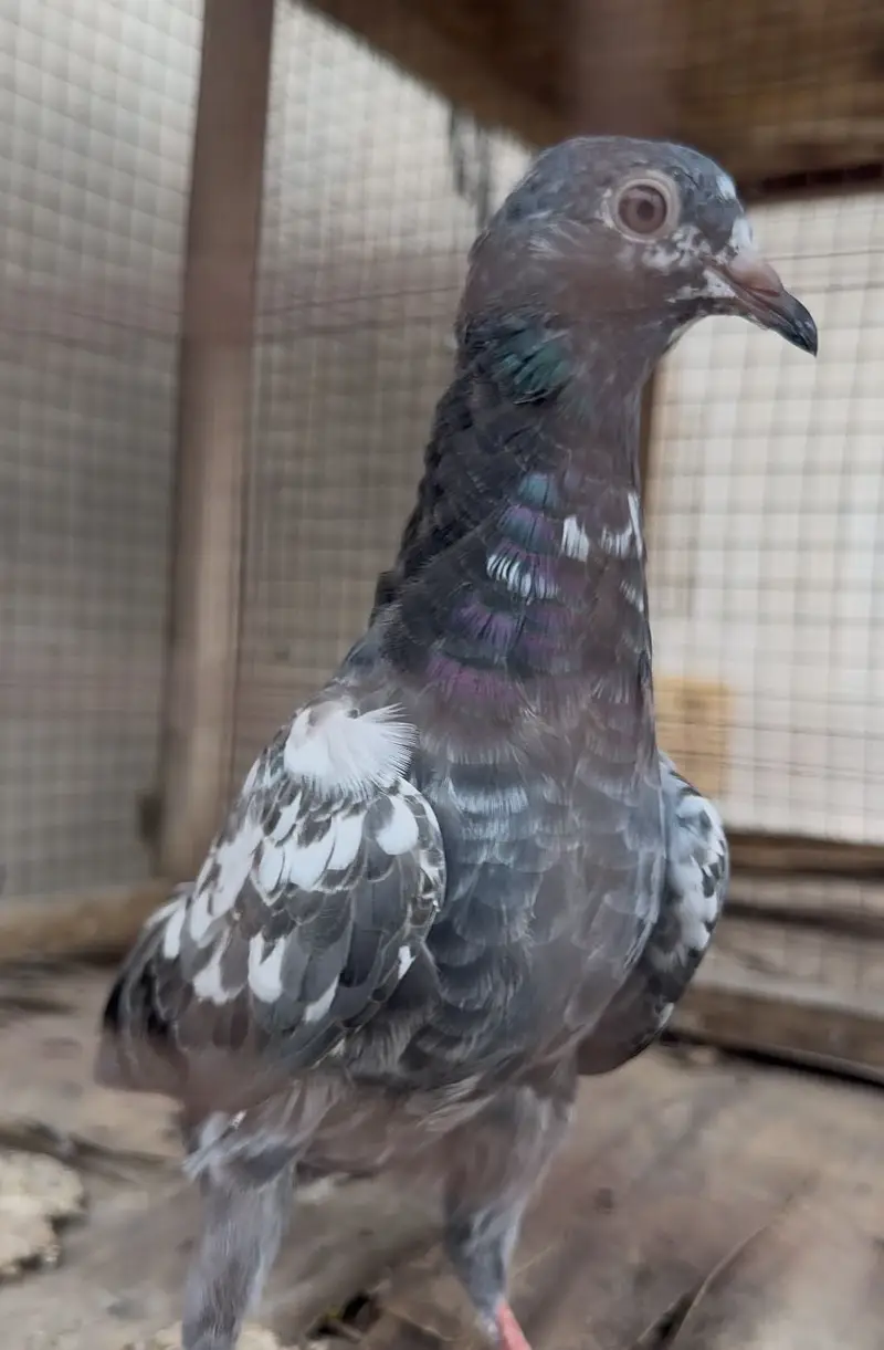 Imamdin piegon pathi for sale — photo 2