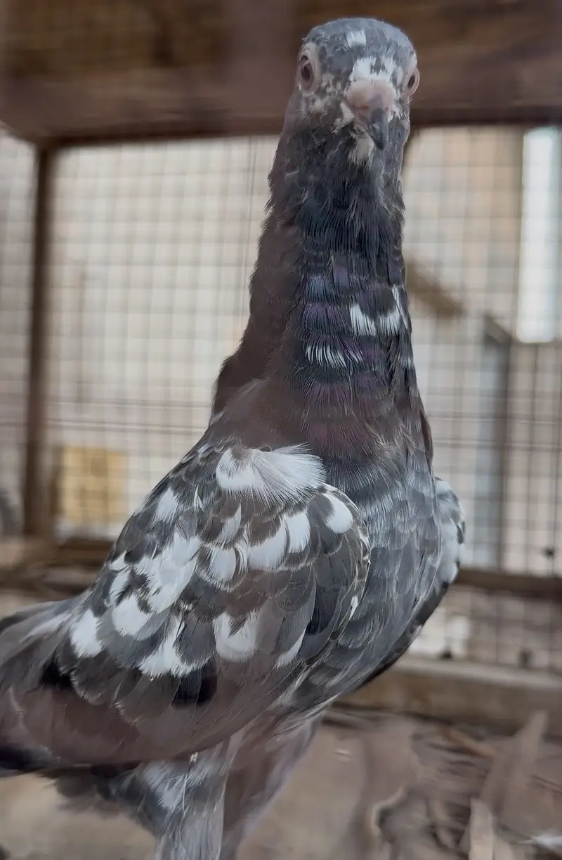 Imamdin piegon pathi for sale — photo 3