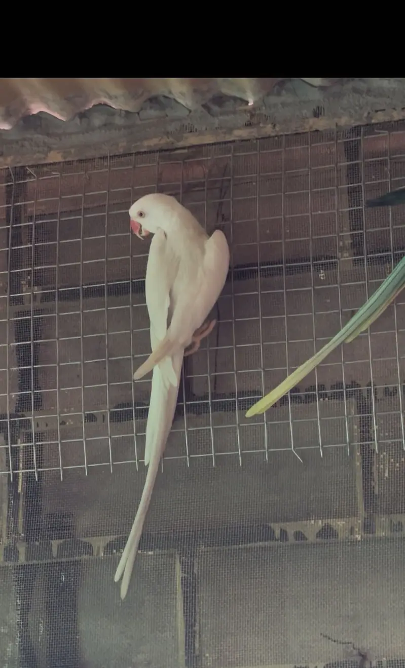 RINGNECK WHITE MALE