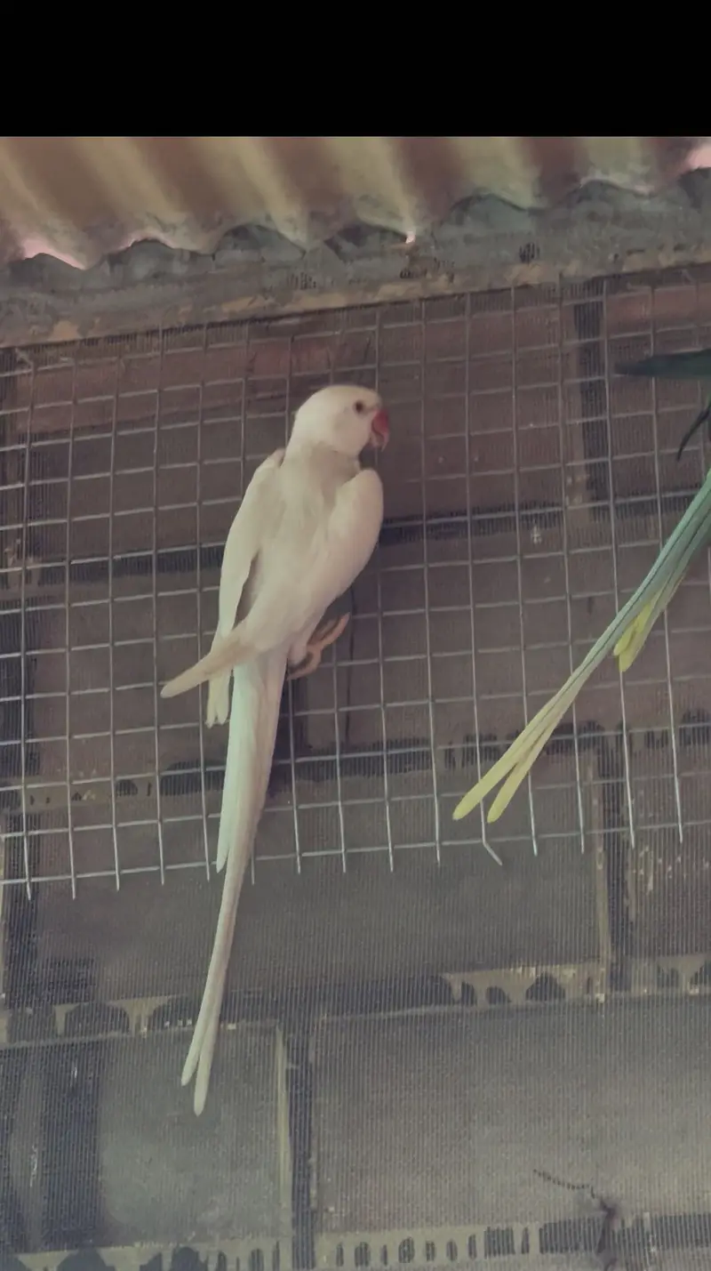 RINGNECK WHITE MALE — photo 2
