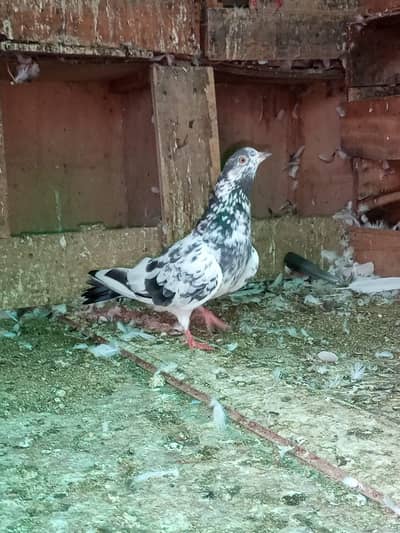Golden/Tasveer waly/Kamagar Red eye Male Price kam ho jaya gi Read Add