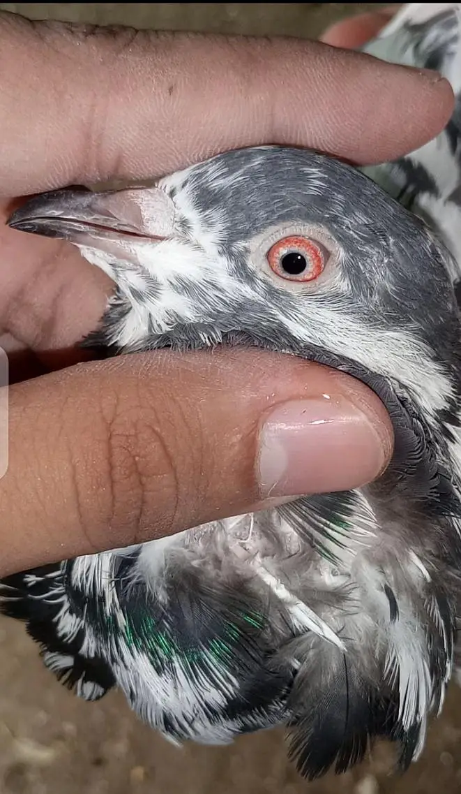 Golden/Tasveer waly/Kamagar Red eye Male Price kam ho jaya gi Read Add — photo 2